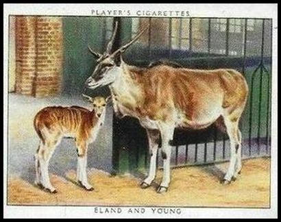 6 Eland and Young